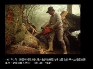 !16
1991年年3⽉月，陳⽟玉峰揭發林林試所六⿔龜試驗林林區屯⼦子⼭山區砍伐櫸⽊木並挖掘樹頭
事件。促成禁伐天然林林。 （陳⽟玉峰，1992）
 