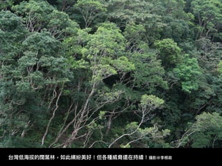 台灣低海海拔的闊葉林林，如此繽紛美好！但各種威脅還在持續！攝影@李根政
 