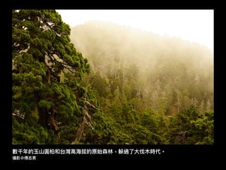 數千年年的⽟玉⼭山圓柏和台灣⾼高海海拔的原始森林林，躲過了了⼤大伐⽊木時代。
攝影@傅志男
 