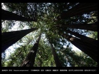 加州紅⽊木（學名：Sequoia sempervirens），⼜又稱海海岸紅杉、紅杉、北美紅杉、美國紅杉、長葉世界爺，是世界上最⾼高的針葉樹，最⾼高紀錄115公尺。
 