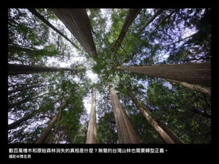 數百萬檜⽊木和原始森林林消失的真相是什什麼？無聲的台灣⼭山林林也需要轉型正義。
攝影@傅志男
 