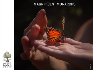 lands in trust protected forever deschuteslandtrust.org
magnificent monarchs
JayMather
 