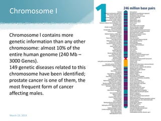 Chromosome I
March 19, 2019 46
Chromosome l contains more
genetic information than any other
chromosome: almost 10% of the
entire human genome (240 Mb –
3000 Genes).
149 genetic diseases related to this
chromosome have been identified;
prostate cancer is one of them, the
most frequent form of cancer
affecting males.
 