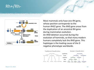 March 19, 2019 50
Most mammals only have one RH gene,
whose position corresponds to the
human RHCE gene. The RHD gene arose from
the duplication of an ancestral RH gene
during mammalian evolution.
An RHD deletion occurred during the
evolution of hominids, so that many modern
humans completely lack the RHD gene. This
haplotype is the leading cause of the D
negative phenotype worldwide.
Rh+/Rh-
 