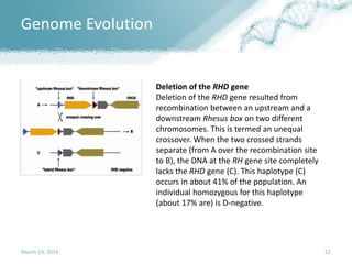 Genome Evolution
March 19, 2019 52
Deletion of the RHD gene
Deletion of the RHD gene resulted from
recombination between an upstream and a
downstream Rhesus box on two different
chromosomes. This is termed an unequal
crossover. When the two crossed strands
separate (from A over the recombination site
to B), the DNA at the RH gene site completely
lacks the RHD gene (C). This haplotype (C)
occurs in about 41% of the population. An
individual homozygous for this haplotype
(about 17% are) is D-negative.
 