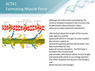 ACTA1
Estimating Muscle Force
Although the information provided by the
sensory receptors located in the muscles may
be perceived subconsciously, it does
allow us to make important calculations
information about the length of the muscle,
how rigid it is and the
speed with which it changes its state enables
the nervous system to
control the general position of the body. This
data is provided by two
types of sensory receptors. The first type is
located in the muscle itself
and provides information about muscle length
and speed with which it can change position.
The other receptors are found in the tendons
and
detect tension and changes.
 