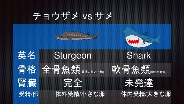 A Story About Visiting A Sturgeon Farm And Eating Sturgeon I