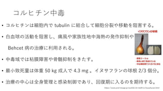 コルヒチン中毒
• コルヒチンは細胞内で tubulin に結合して細胞分裂や移動を阻害する。
• 白血球の活動を阻害し、痛風や家族性地中海熱の発作抑制や
Behcet 病の治療に利用される。
• 中毒域では粘膜障害や骨髄抑制をきたす。
• 最小致死量は体重 50 kg 成人で 4.3 mg 。イヌサフランの球根 2/3 個分。
• 治療の中心は全身管理と感染制御であり、回復期に入るのを期待する。
https://www.pref.miyagi.jp/soshiki/sh-helth-k/inusahuran.html
 