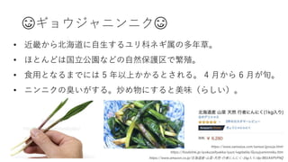 😋ギョウジャニンニク😋
• 近畿から北海道に自生するユリ科ネギ属の多年草。
• ほとんどは国立公園などの自然保護区で繁殖。
• 食用となるまでには 5 年以上かかるとされる。 4 月から 6 月が旬。
• ニンニクの臭いがする。炒め物にすると美味（らしい）。
https://www.amazon.co.jp/北海道産-山菜-天然-行者にんにく-1kg入り/dp/B01AXPVP4Q
https://www.sansaiya.com/sansai/gyouja.html
https://foodslink.jp/syokuzaihyakka/syun/vegitable/Gyoujyaninnniku.htm
 