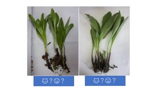 👿？😋？ 👿？😋？
 