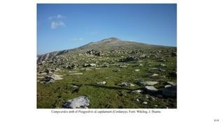 8/18
Campcardos amb el Puigpedrós al capdamunt (Cerdanya). Font: Wikilog, J. Huarte.
 