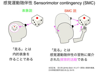感覚運動随伴性 Sensorimotor contingency (SMC)
表象説 SMC 説
「見る」とは
感覚運動随伴性の習熟に媒介
された探索的活動である
吉田正俊， 田口茂 (2018) 自由エネルギー原理と視覚的意識.
日本神経回路学会誌 25 (3), 53-70
「見る」とは
内的表象を
作ることである
 