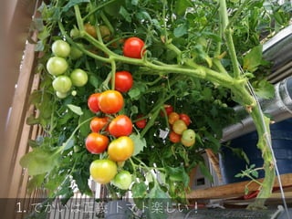 1. でかいは正義 トマト楽しい！
 