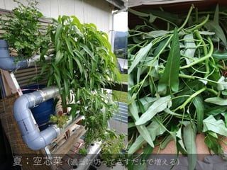 夏：空芯菜（適当に切ってさすだけで増える）
 