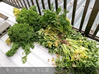 冬：セロリ、からし菜
 