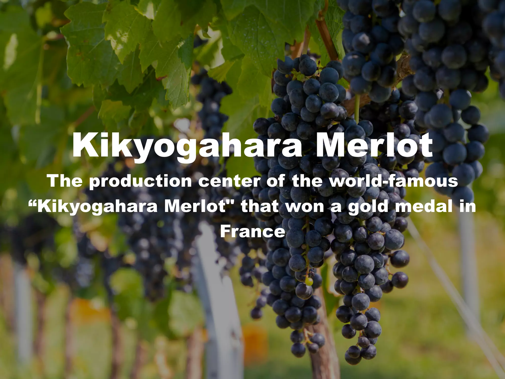Kikyogahara Merlot
The production center of the world-famous
“Kikyogahara Merlot" that won a gold medal in
France
 