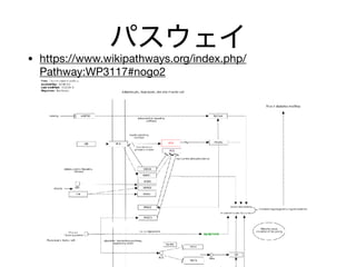 パスウェイ
• https://www.wikipathways.org/index.php/
Pathway:WP3117#nogo2
 