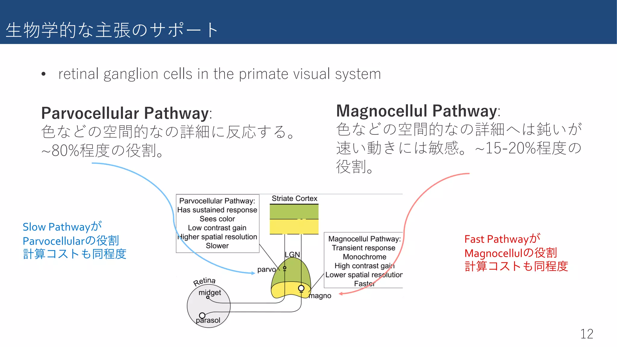 ������������
)�
2
����������������r
n0(������r
2
����������������
��������rn)-%�(����
��r
• bUd��Q���Q��������U��c����dXU��b��QdU�f�ceQ��cicdU�
Slow Pathwayが
Parvocellularの役割
計算コストも同程度
Fast Pathwayが
Magnocellulの役割
計算コストも同程度
 