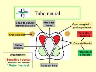 Tubo neural
Capa de Células
Neuroepiteliales
Cresta Neural
Capa marginal o
prolongaciones
Placa alar o
sensitiva
Placa basal
o motora
Capa del Manto
Surco
limitante
Placa del Piso
Placa del
Techo
Organización:
* Sensitivo / dorsal
* Autónomo / asta intermedia
* Motor / ventral
 