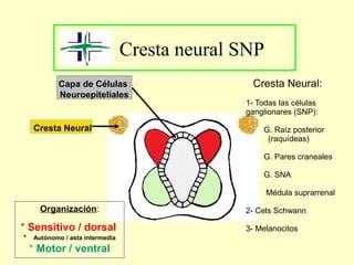 Cresta neural SNP
Capa de Células
Neuroepiteliales
Cresta Neural
Organización:
* Sensitivo / dorsal
* Autónomo / asta intermedia
* Motor / ventral
Cresta Neural:
1- Todas las células
ganglionares (SNP):
G. Raíz posterior
(raquídeas)
G. Pares craneales
G. SNA
Médula suprarrenal
2- Cels Schwann
3- Melanocitos
 