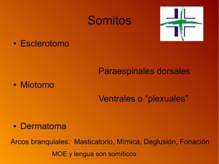 Somitos
● Esclerotomo
Paraespinales dorsales
● Miotomo
Ventrales o “plexuales”
● Dermatoma
Arcos branquiales: Masticatorio, Mímica, Deglusión, Fonación
MOE y lengua son somíticos
 