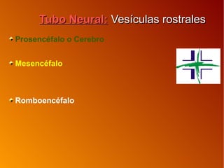 Tubo Neural:Tubo Neural: Vesículas rostralesVesículas rostrales
Prosencéfalo o Cerebro
Mesencéfalo
Romboencéfalo
 