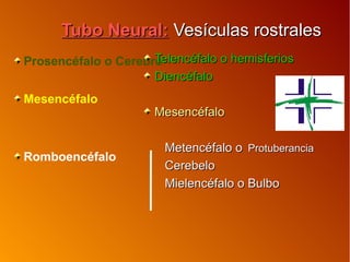 Tubo Neural:Tubo Neural: Vesículas rostralesVesículas rostrales
Prosencéfalo o Cerebro
Mesencéfalo
Romboencéfalo
Telencéfalo o hemisferiosTelencéfalo o hemisferios
DiencéfaloDiencéfalo
MesencéfaloMesencéfalo
Metencéfalo oMetencéfalo o ProtuberanciaProtuberancia
CerebeloCerebelo
Mielencéfalo o BulboMielencéfalo o Bulbo
 