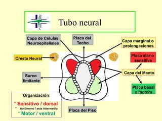 Tubo neural
Capa de Células
Neuroepiteliales
Cresta Neural
Capa marginal o
prolongaciones
Placa alar o
sensitiva
Placa basal
o motora
Capa del Manto
Surco
limitante
Placa del Piso
Placa del
Techo
Organización:
* Sensitivo / dorsal
* Autónomo / asta intermedia
* Motor / ventral
 