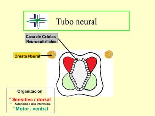 Tubo neural
Capa de Células
Neuroepiteliales
Cresta Neural
Organización:
* Sensitivo / dorsal
* Autónomo / asta intermedia
* Motor / ventral
 