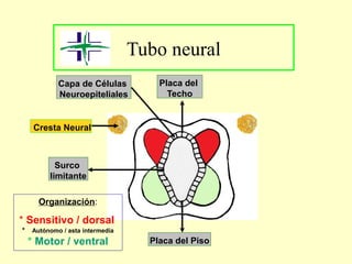 Tubo neural
Capa de Células
Neuroepiteliales
Cresta Neural
Surco
limitante
Placa del Piso
Placa del
Techo
Organización:
* Sensitivo / dorsal
* Autónomo / asta intermedia
* Motor / ventral
 