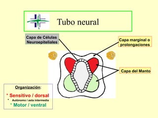 Tubo neural
Capa de Células
Neuroepiteliales
Capa marginal o
prolongaciones
Capa del Manto
Organización:
* Sensitivo / dorsal
* Autónomo / asta intermedia
* Motor / ventral
 
