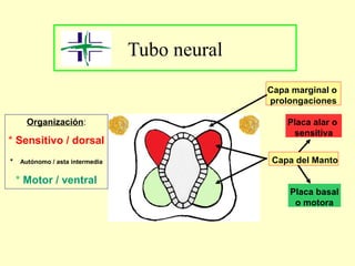 Tubo neural
Capa marginal o
prolongaciones
Placa alar o
sensitiva
Placa basal
o motora
Capa del Manto
Organización:
* Sensitivo / dorsal
* Autónomo / asta intermedia
* Motor / ventral
 