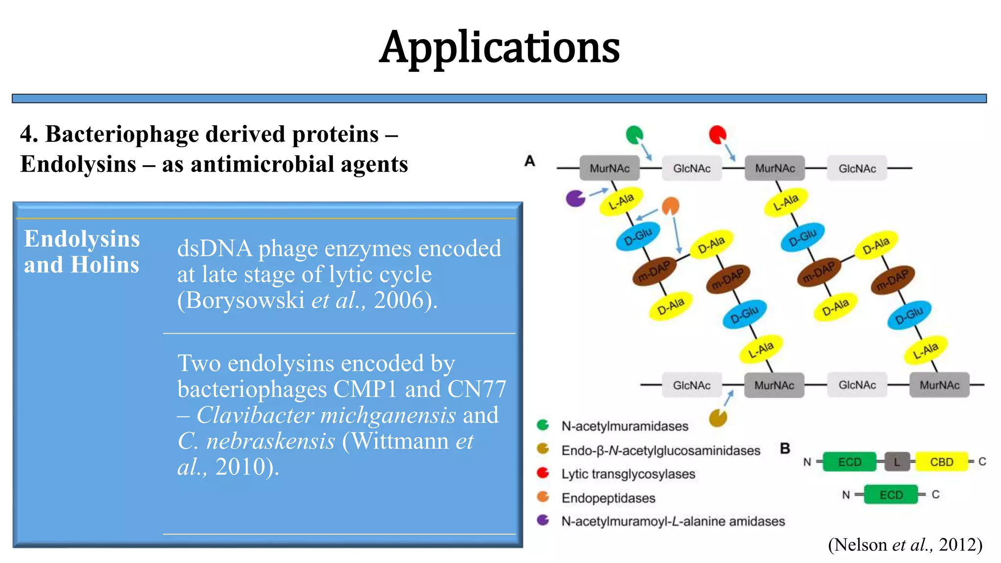 Role of bacteriophages in management of plant diseases | PPTX