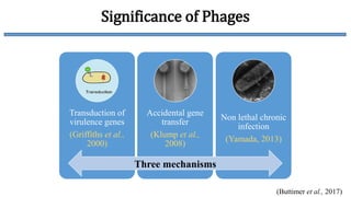 Role of bacteriophages in management of plant diseases | PPTX