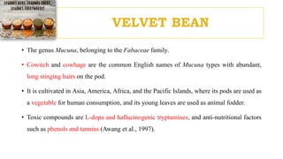 advances in underutilized legumes | PPTX