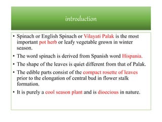 spinach production tech | PPT
