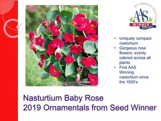 Nasturtium Baby Rose
2019 Ornamentals from Seed Winner
• Uniquely compact
nasturtium
• Gorgeous rose
flowers, evenly
colored across all
plants
• First AAS
Winning
nasturtium since
the 1930’s
 