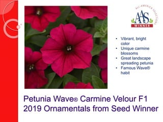 Petunia Wave® Carmine Velour F1
2019 Ornamentals from Seed Winner
• Vibrant, bright
color
• Unique carmine
blossoms
• Great landscape
spreading petunia
• Famous Wave®
habit
 