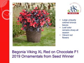Begonia Viking XL Red on Chocolate F1
2019 Ornamentals from Seed Winner
• Large uniquely
colored bronze
leaves
• Leaf color
remains sharp all
season
• Vibrant red
flowers
 