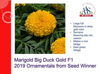 Marigold Big Duck Gold F1
2019 Ornamentals from Seed Winner
• Large full
blossoms in deep
gold color
• Remains
flowering late into
season
• Makes a nice
hedge
• Dark green
foliage
 
