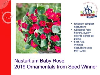 Nasturtium Baby Rose
2019 Ornamentals from Seed Winner
• Uniquely compact
nasturtium
• Gorgeous rose
flowers, evenly
color...