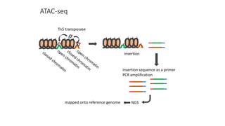 ATAC-seq
Tn5 transposase
insertion
insertion sequence as a primer
PCR amplification
NGSmapped onto reference genome
 