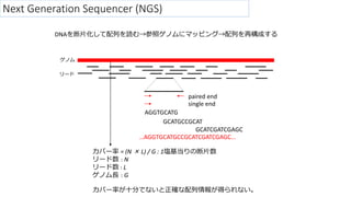 Щ` = (N  L) / G : 1cζƬ
` : N
` : L
ΥL : G
AGGTGCATGCCGCATCGATCGAGC
AGGTGCATG
GCATGCCGCAT
GCATCGATCGAGC
paired end
single end
Υ
`
Next Generation Sequencer (NGS)
DNAƬФiեΥ˥ޥåԥ󥰡Ф٘ɤ
Щ`ʤʮ֤Ǥʤ_󤬵äʤ
 