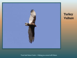 TroutLake NatureCenter—Helpingyou connect with Nature
Turkey
Vulture
 