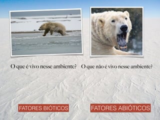 O que é vivo nesse ambiente? O que não é vivo nesse ambiente?
FATORES BIÓTICOS FATORES ABIÓTICOS
 