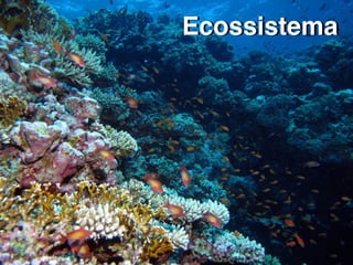 Ecossistema
 