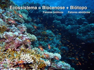 Ecossistema = Biocenose + Biótopo
Fatores abióticosFatores bióticos
 