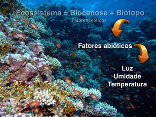 Ecossistema = Biocenose + Biótopo
Fatores abióticos
Luz
Umidade
Temperatura
Fatores bióticos
 