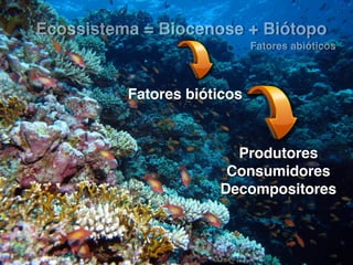 Ecossistema = Biocenose + Biótopo
Produtores
Consumidores
Decompositores
Fatores bióticos
Fatores abióticos
 