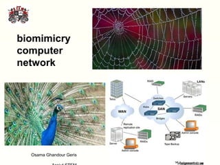 50
biomimicry
computer
network
Osama Ghandour Geris
 
